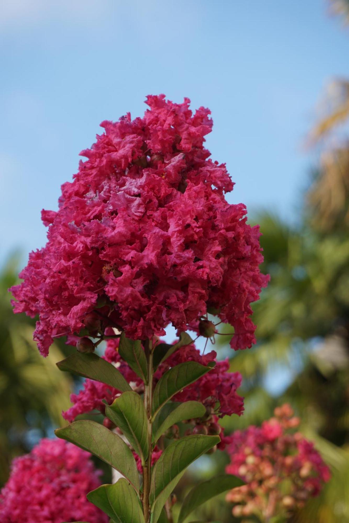 לאנה Kroellnerhof מראה חיצוני תמונה